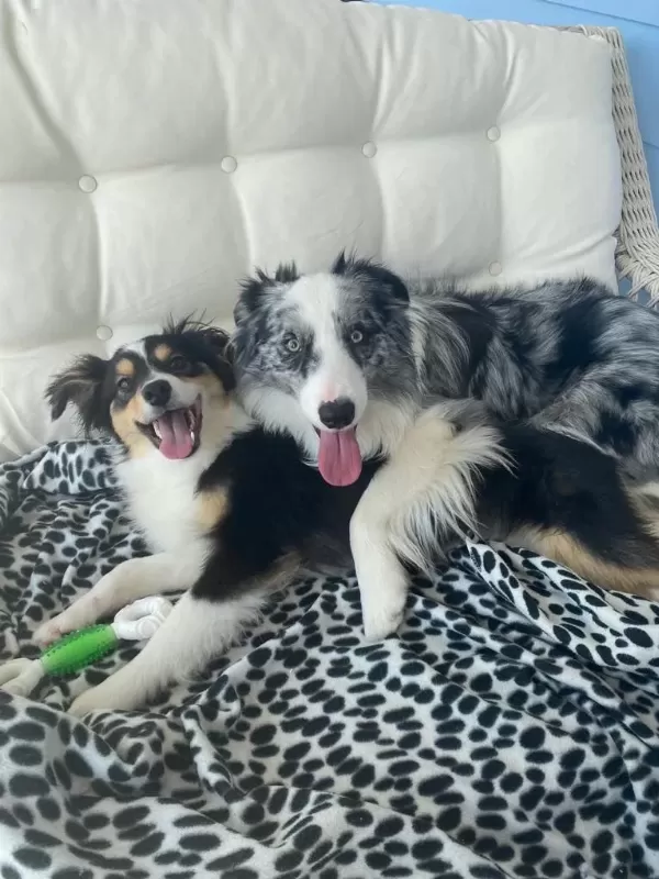 Müthiş Uygun Rakama Black Tan Dişi Border Collie Yavru