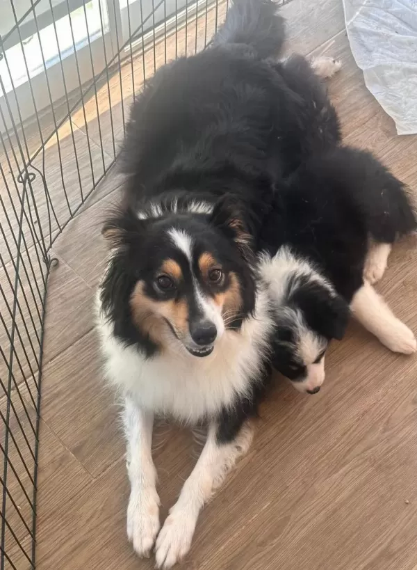 Müthiş Uygun Rakama Black Tan Dişi Border Collie Yavru