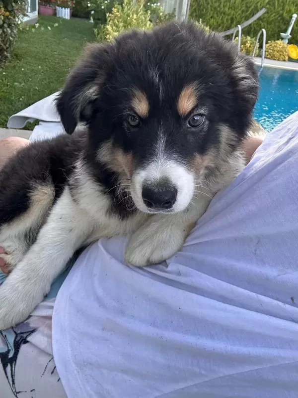 Müthiş Uygun Rakama Black Tan Dişi Border Collie Yavru