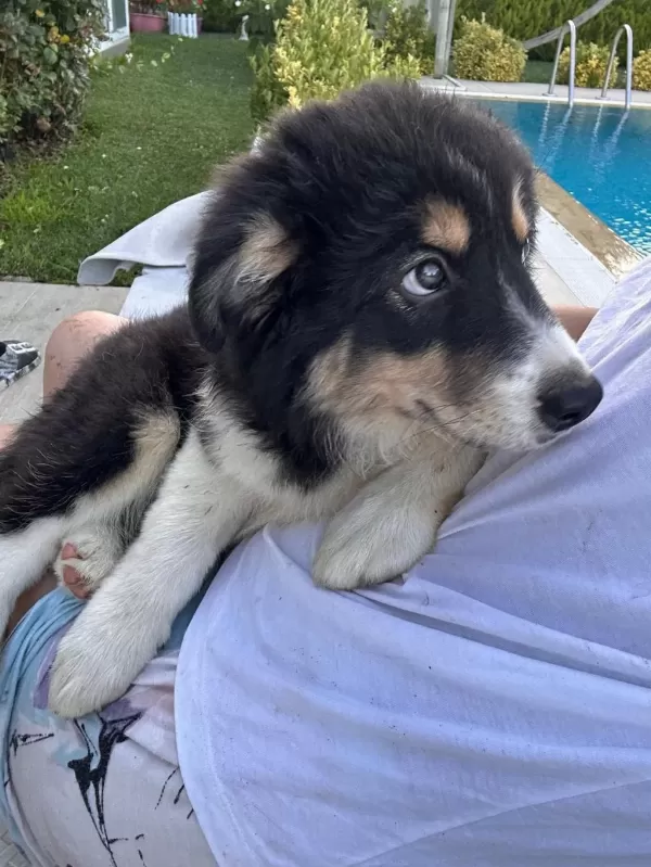 Müthiş Uygun Rakama Black Tan Dişi Border Collie Yavru