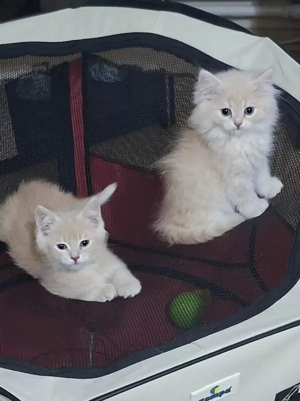 Birbirinden Guzel British Longhair Yavrular