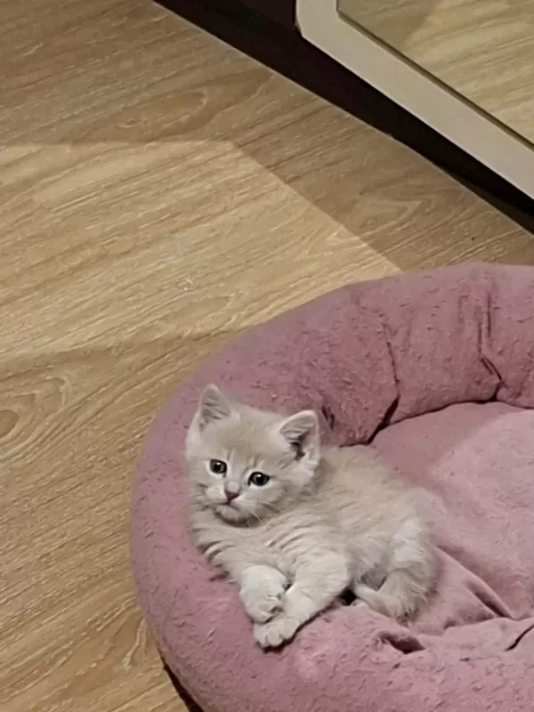 Birbirinden Guzel British Longhair Yavrular