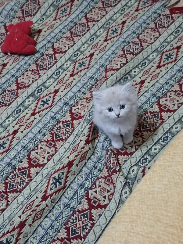 Birbirinden Guzel British Longhair Yavrular
