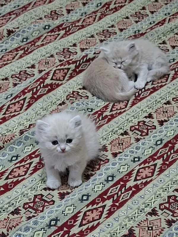 Birbirinden Guzel British Longhair Yavrular