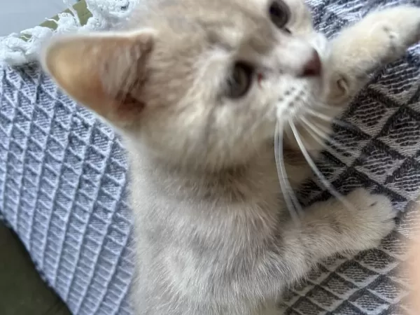 Renkleri Güzel Kedilerim