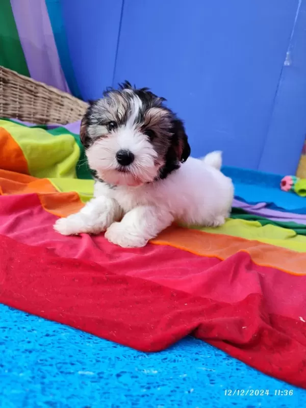 Müthiş Uygun Fiyatlara Orjinal Morkie Yavrular