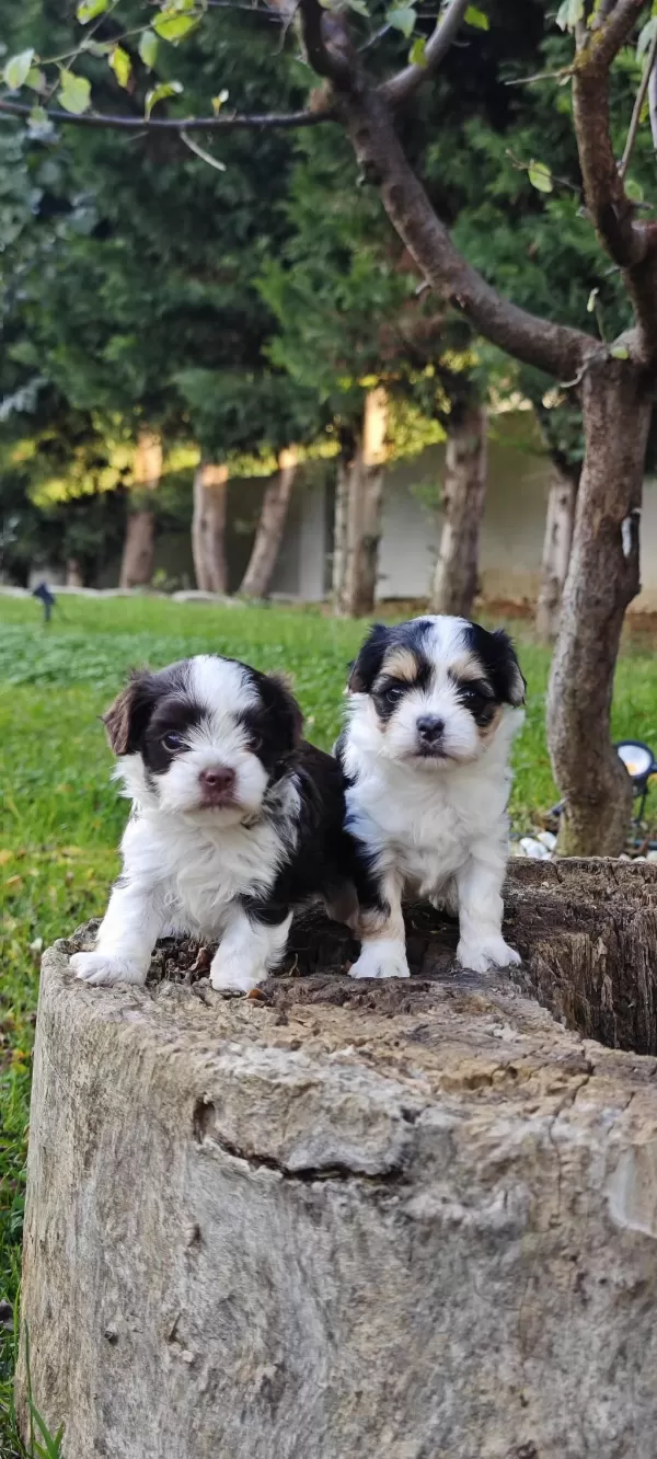 Müthiş Uygun Fiyatlara Orjinal Morkie Yavrular