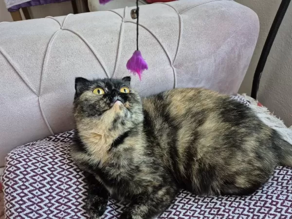Nadir Renginden Exotic Shorthair Dışı
