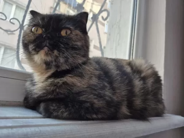 Nadir Renginden Exotic Shorthair Dışı