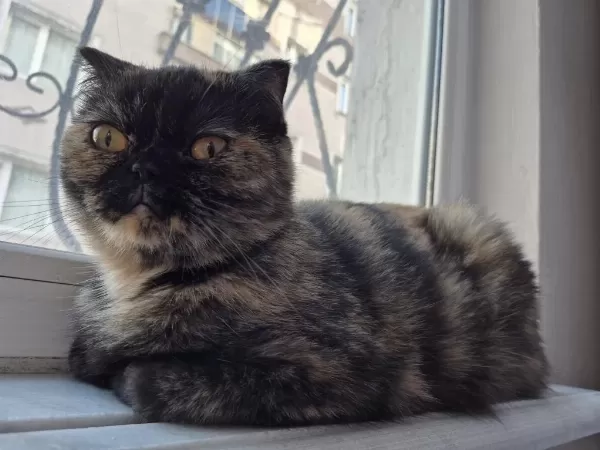 Nadir Renginden Exotic Shorthair Dışı