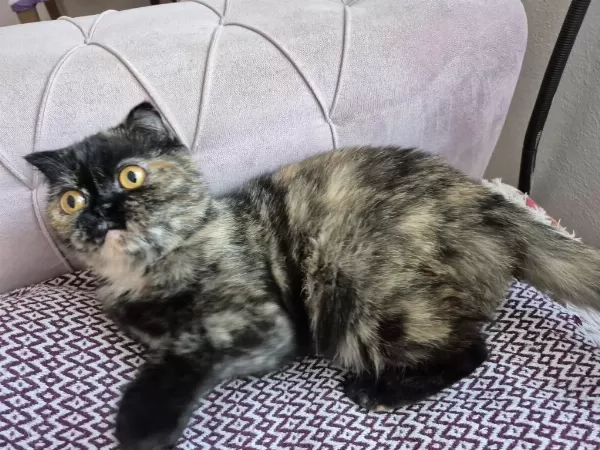 Nadir Renginden Exotic Shorthair Dışı