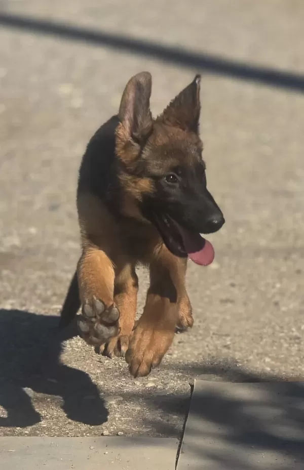 Alman Kurdu Yavrularımız