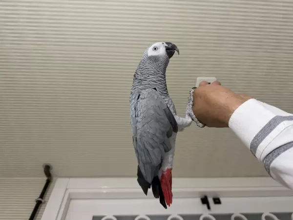 Evcil Konuşkan Bilezikli Jako Papağanı