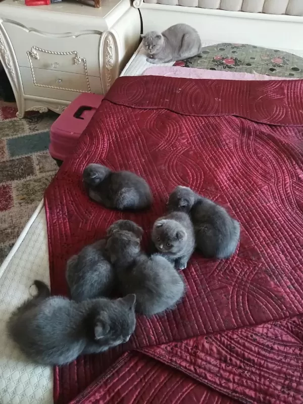 Yavru Kedilerimiz Yeni Yuvalarını Gitmeye Hazırlar