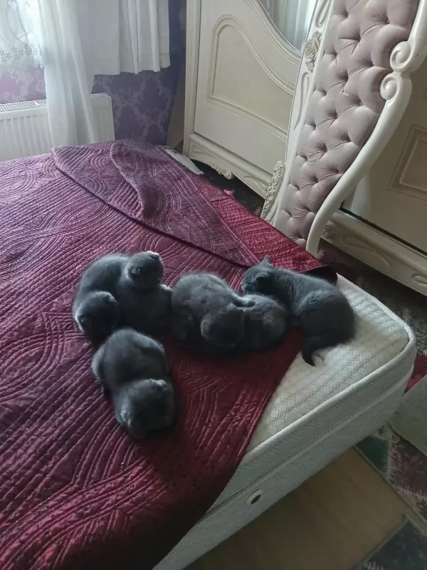 Yavru Kedilerimiz Yeni Yuvalarını Gitmeye Hazırlar
