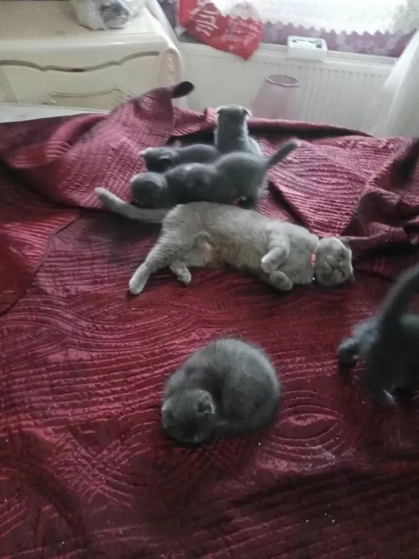 Yavru Kedilerimiz Yeni Yuvalarını Gitmeye Hazırlar