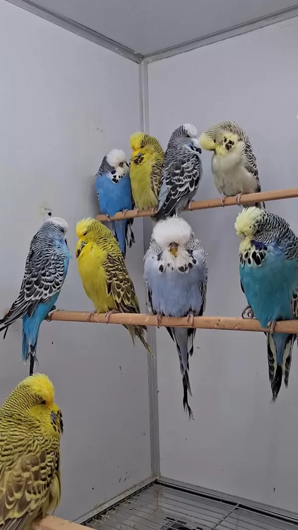 Show Jumbo Muhabbet Kuşları