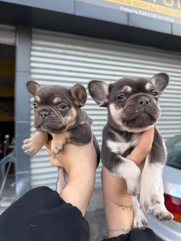 French Bulldog 45 Günlük
