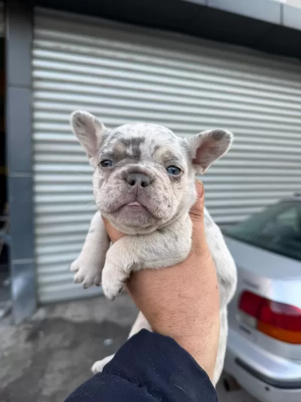 French Bulldog 45 Günlük