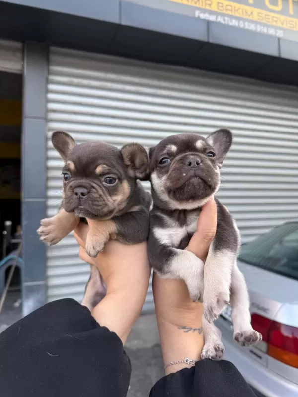 French Bulldog 45 Günlük