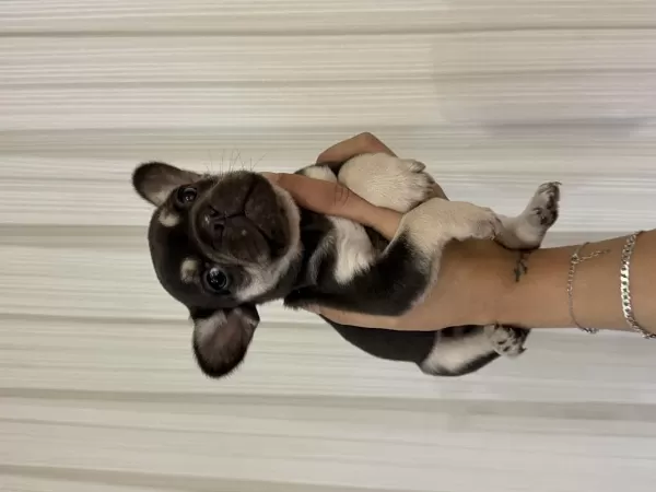 French Bulldog 45 Günlük