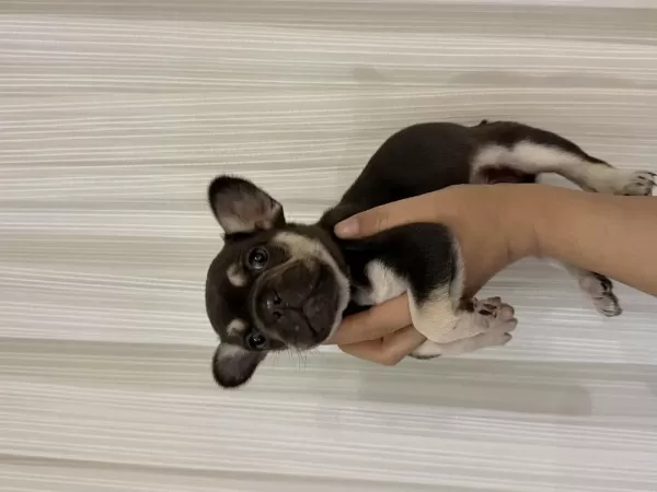 French Bulldog 45 Günlük