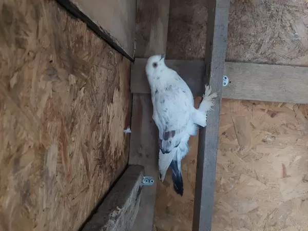 Dönüş Kuşları Ve Postalar