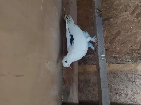 Dönüş Kuşları Ve Postalar