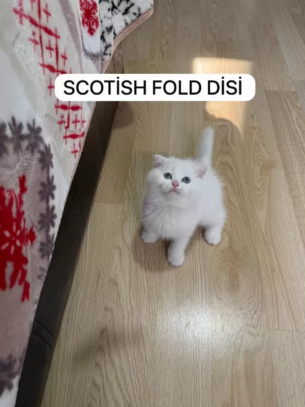 Süt Beyaz Scottish Fold Prenses Hazir