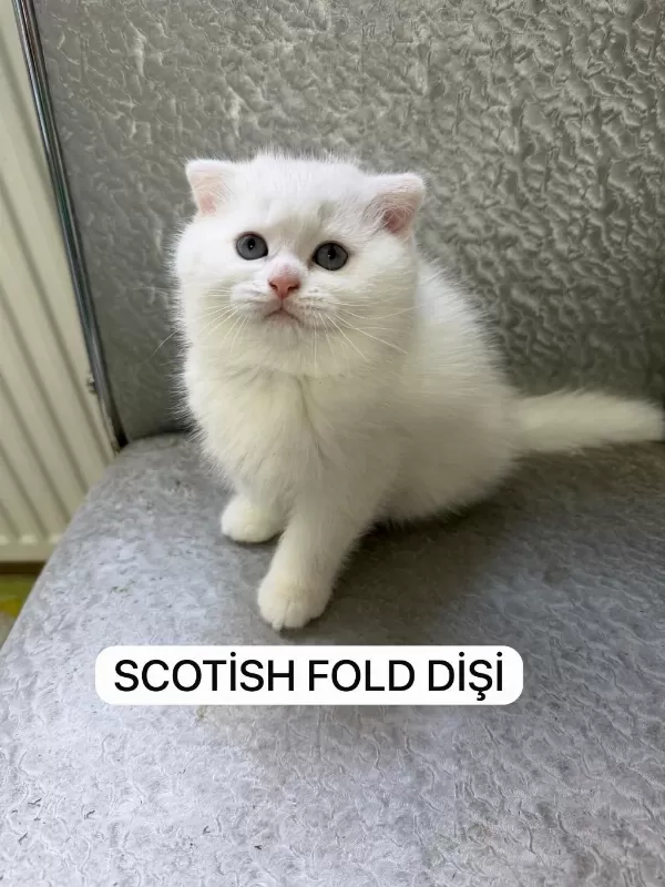 Süt Beyaz Scottish Fold Prenses Hazir