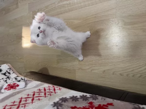 Süt Beyaz Scottish Fold Prenses Hazir
