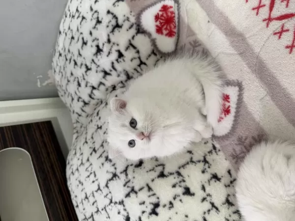 Süt Beyaz Scottish Fold Prenses Hazir