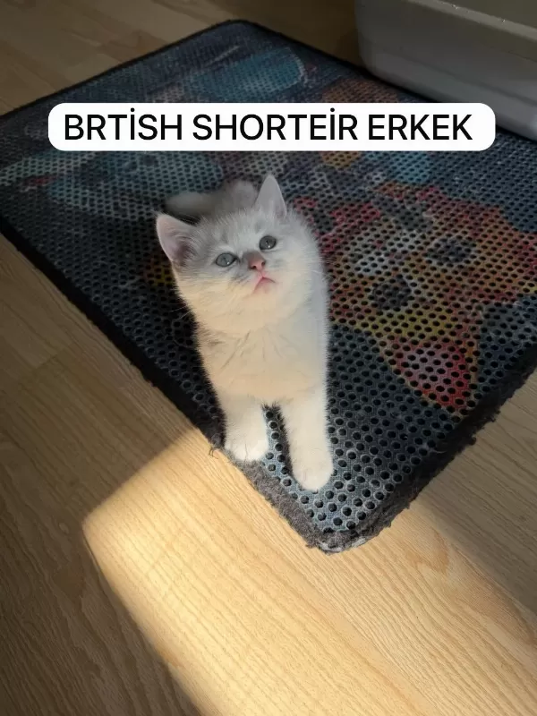 Süt Beyaz British Paşam Hazir