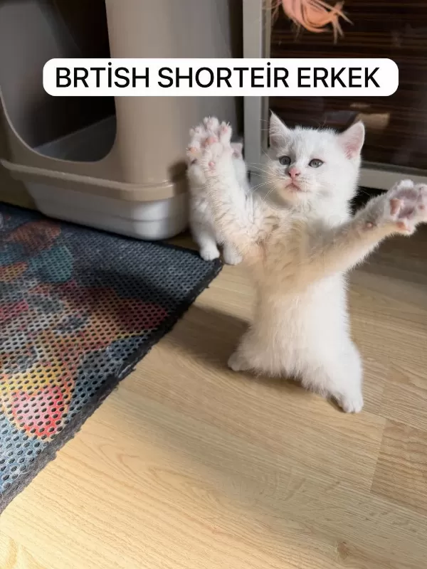 Süt Beyaz British Paşam Hazir