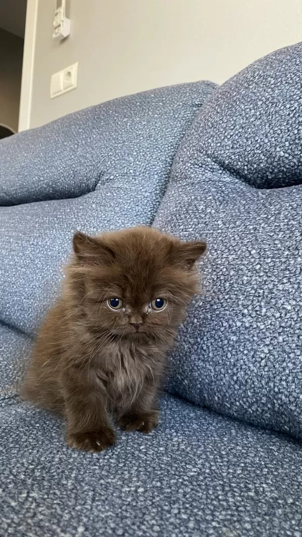 Çikolata Kardeş Kediler