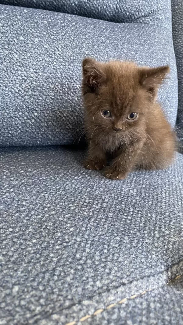 Çikolata Kardeş Kediler