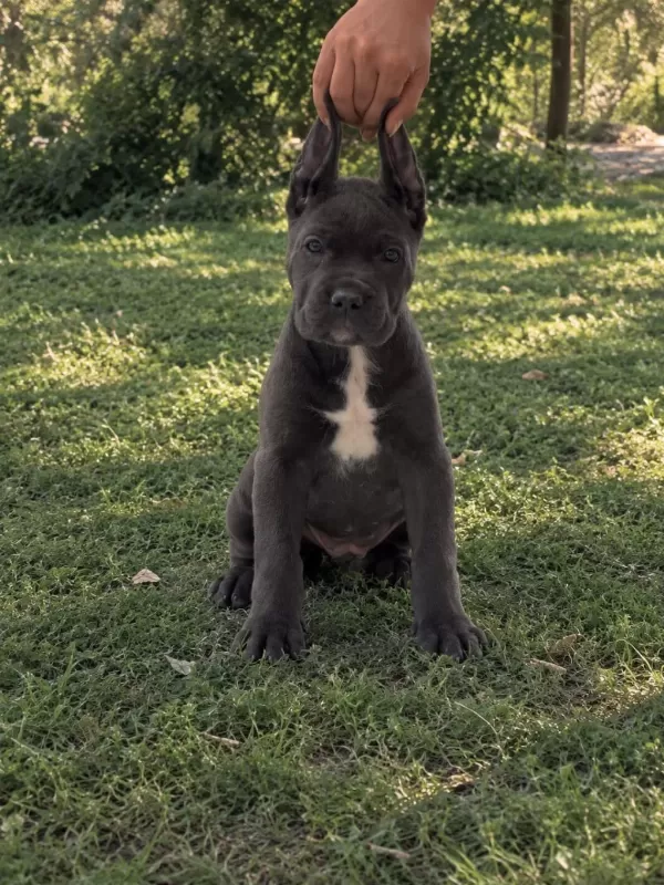 Koca Kafa Küt Burunlu Cane Corso Yavrular