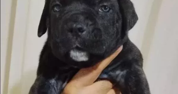 Cane Corso Yavrular