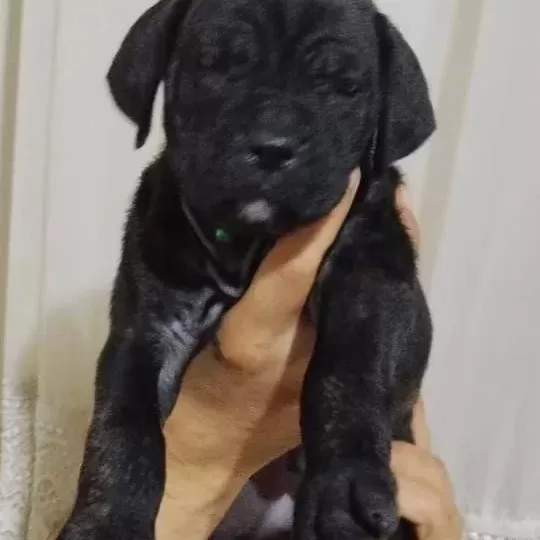 Cane Corso Yavrular