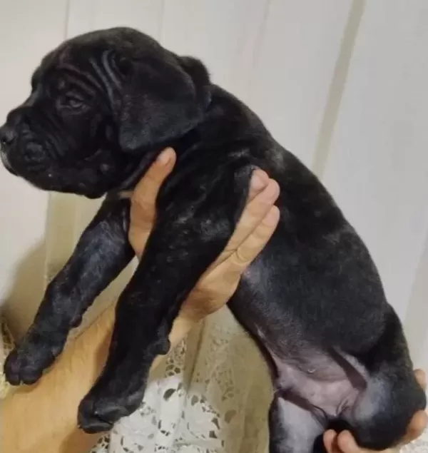 Cane Corso Yavrular