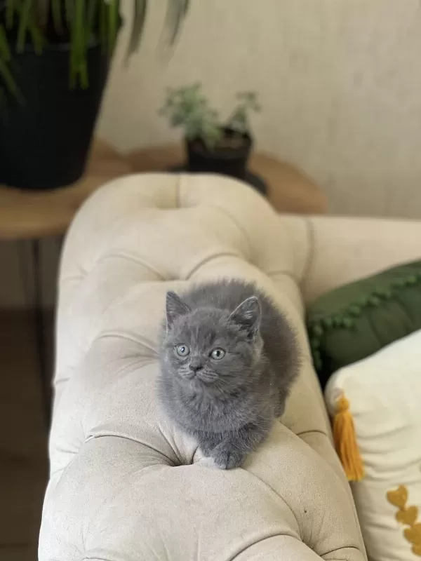 Sosyal British Shorthair Yavrum