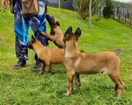 Efsane Belçika Kurdu Malinois Yavruları