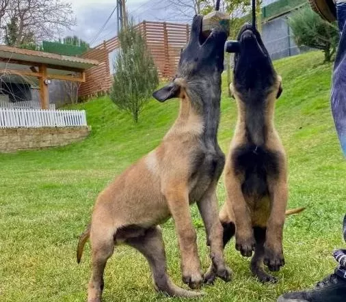 Efsane Belçika Kurdu Malinois Yavruları