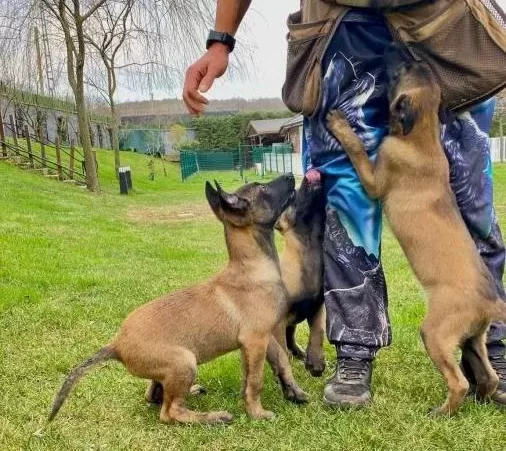 Efsane Belçika Kurdu Malinois Yavruları