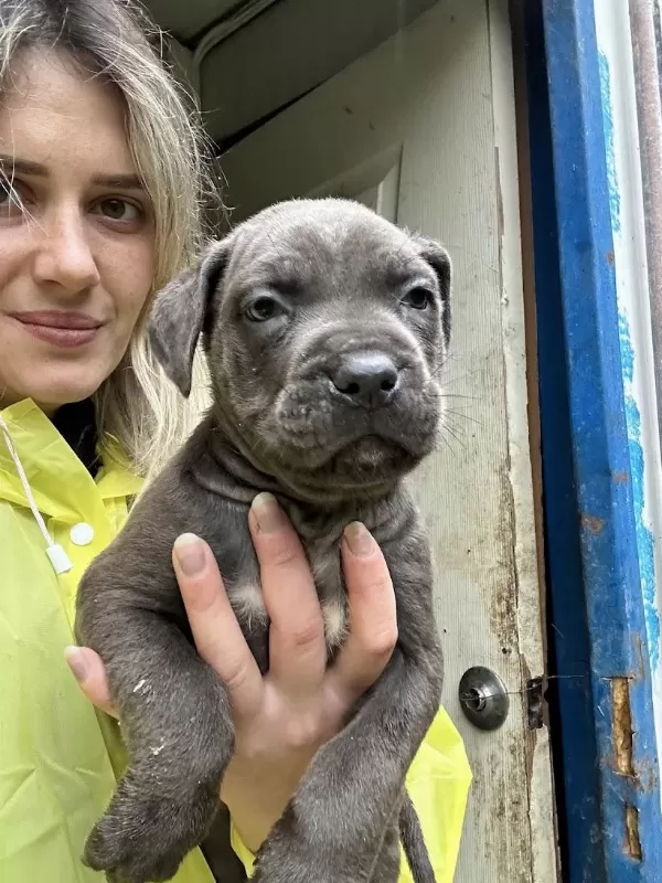 Geleceğin Devi Cane Corso Yavruları