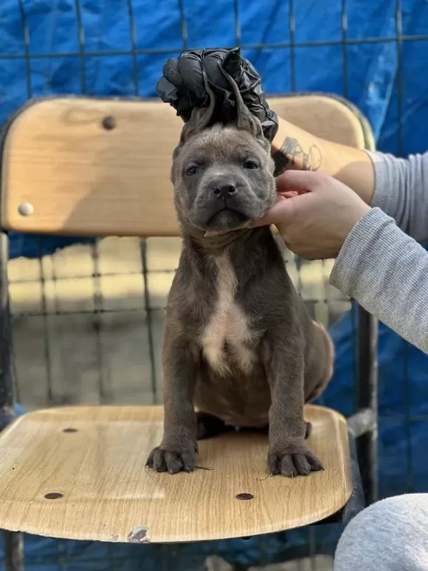 Geleceğin Devi Cane Corso Yavruları
