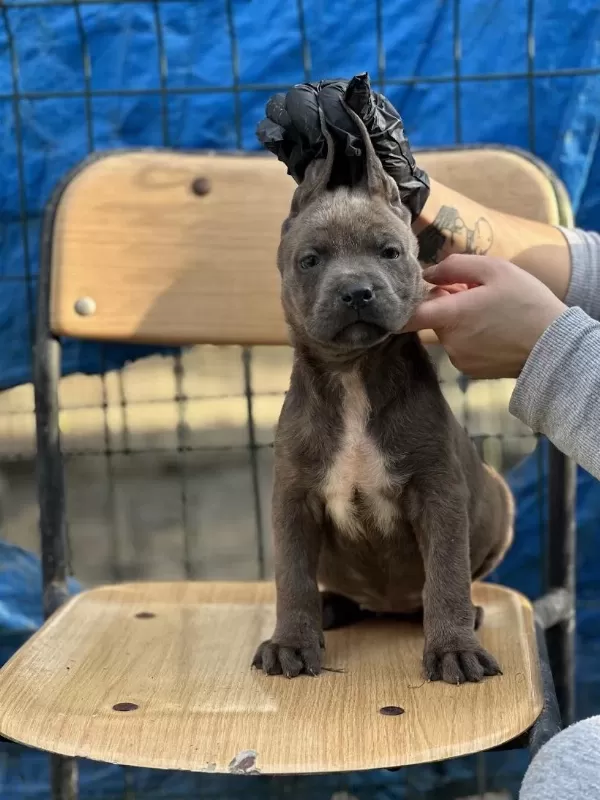 Geleceğin Devi Cane Corso Yavruları
