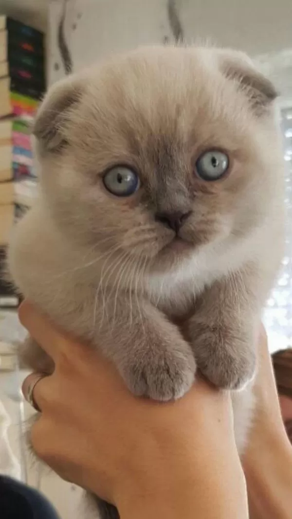 Scottish Fold Yavrularımız Evinizin Neşesi Olacaktır