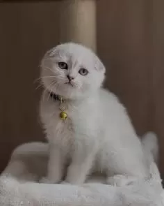 Scottish Fold Yavrularımız Evinizin Neşesi Olacaktır