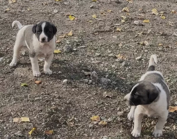 Çapar Severlere Gelsin A Kalite Alac Yavrularımız